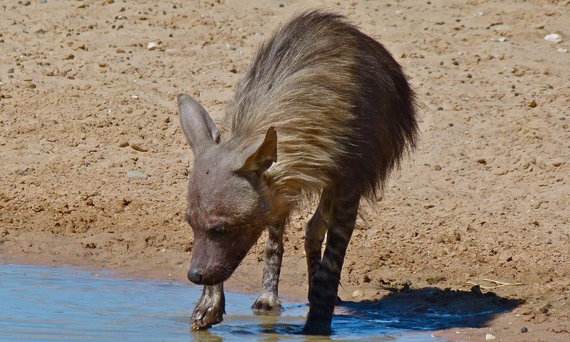 砂地を歩くカッショクハイエナ