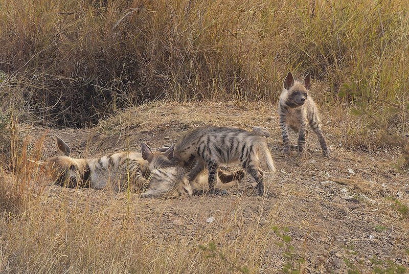 インドの草原を歩くシマハイエナ