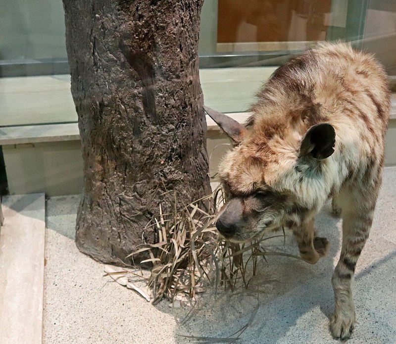 シマハイエナのはく製