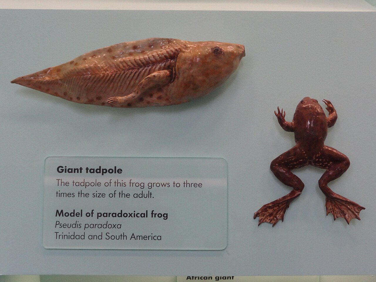 ロンドン自然史博物館のアベコベガエル模型・幼生と成体のサイズ対比
