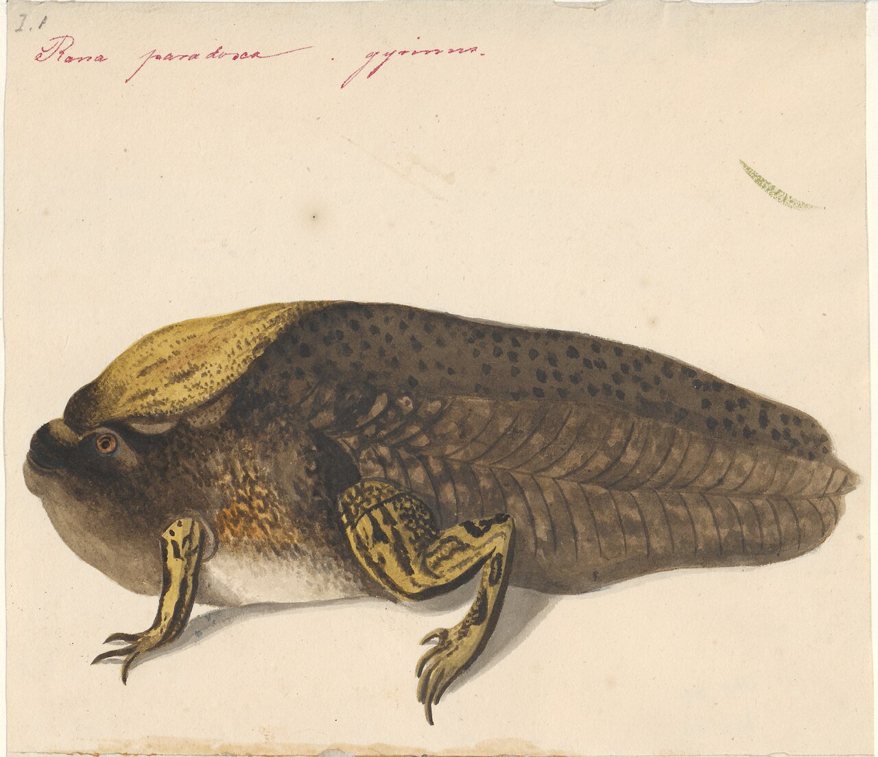 1818年のアベコベガエル記載図(Iconographia Zoologica)