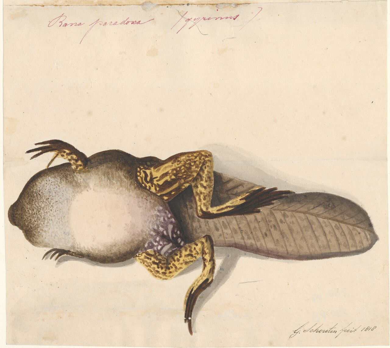 1818年のアベコベガエル記載図(Iconographia Zoologica別図)