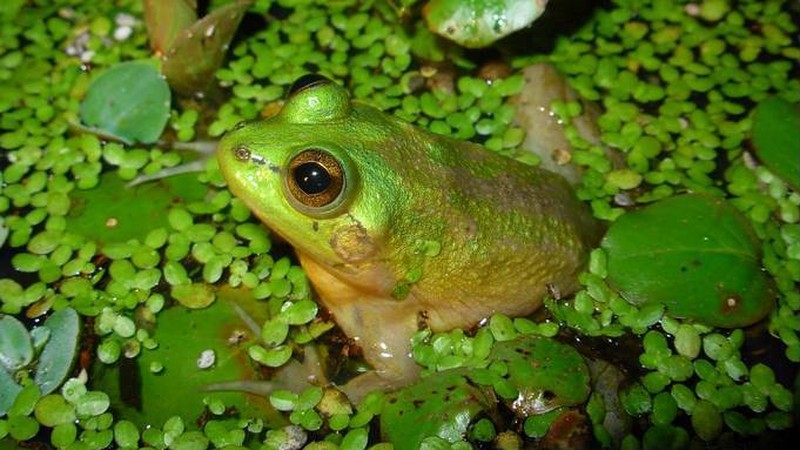 アベコベガエルの成体・水草の中の姿