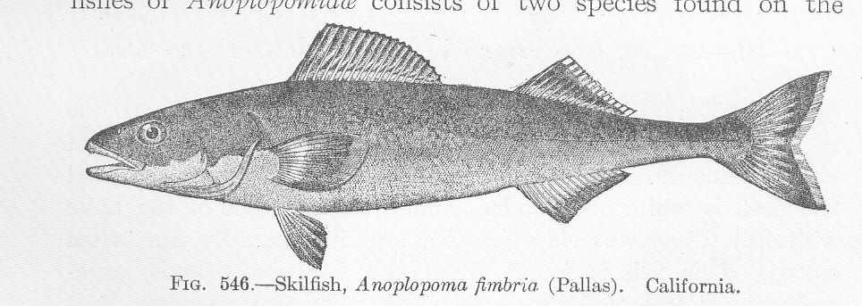 19世紀末の魚類図鑑・アブラボウズ科の歴史的記載