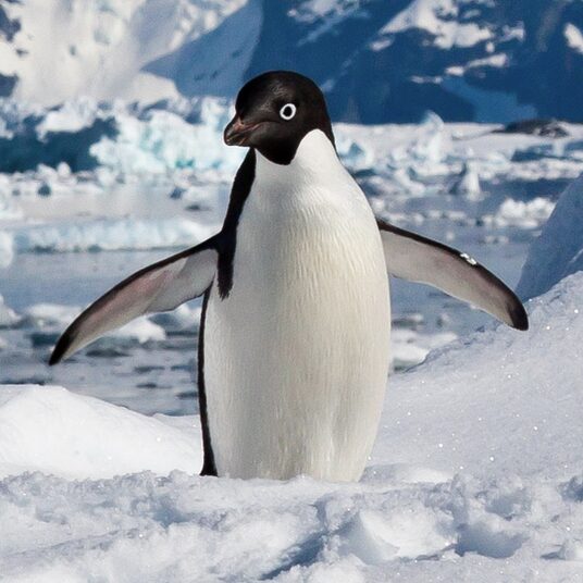 アデリーペンギンの正面