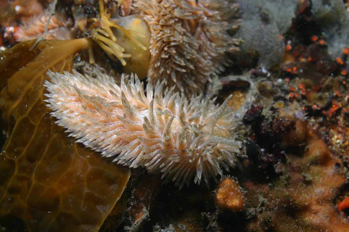 アオリカ・パピロサ・モントレー沿岸の別個体