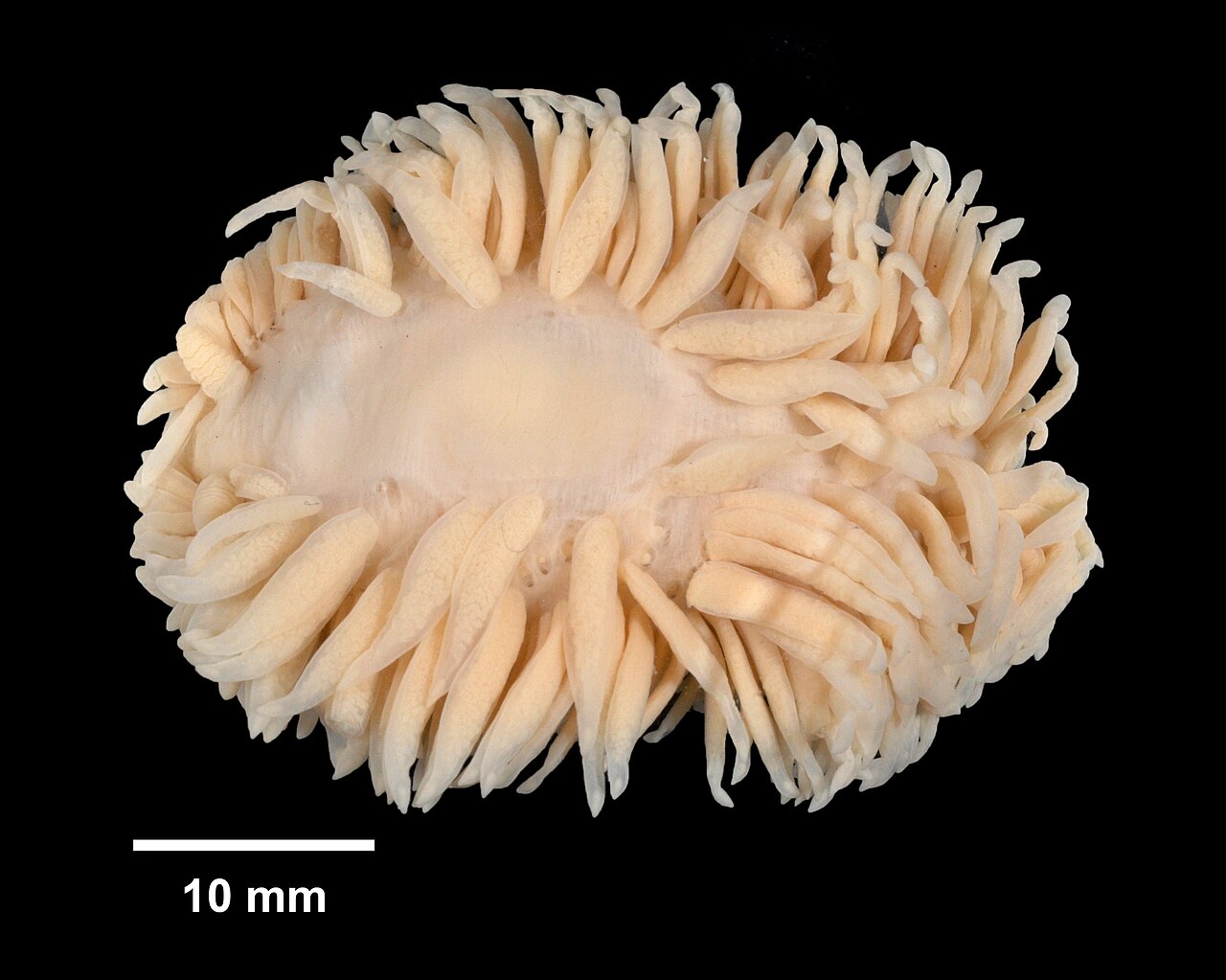 アオリカ・パピロサの液浸標本・Yale大学Peabody博物館