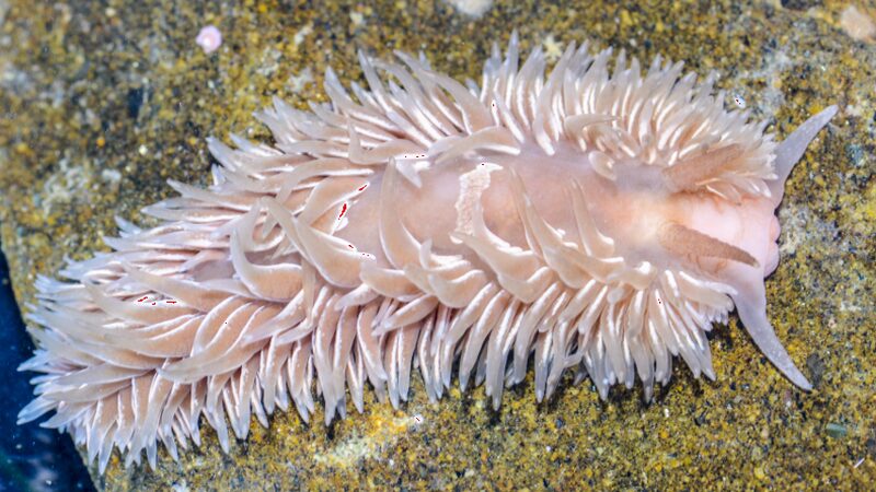 アオリカ・パピロサの全身・毛皮状のミノで背中を覆う