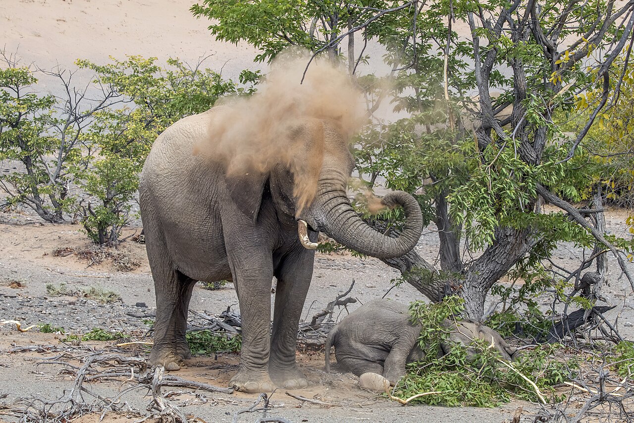 砂を浴びるアフリカゾウ