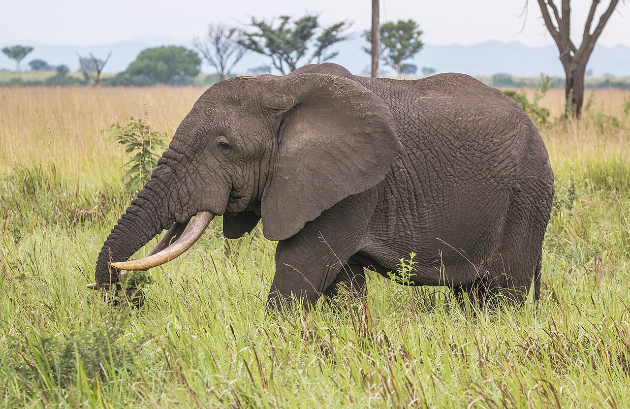 長い牙を持つアフリカゾウ