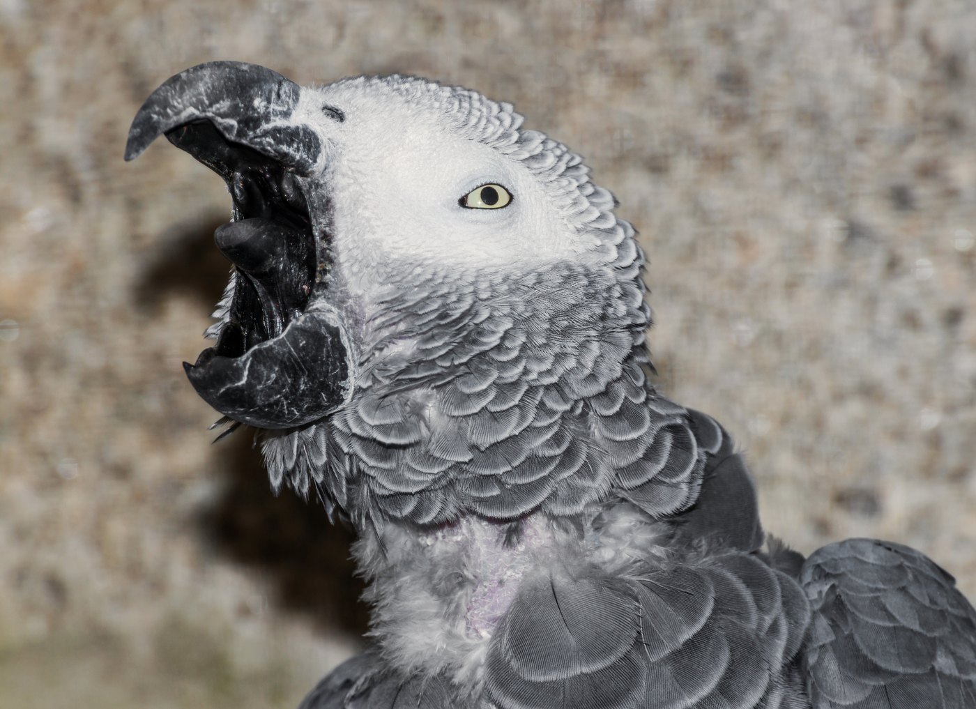 ヨウムの全身