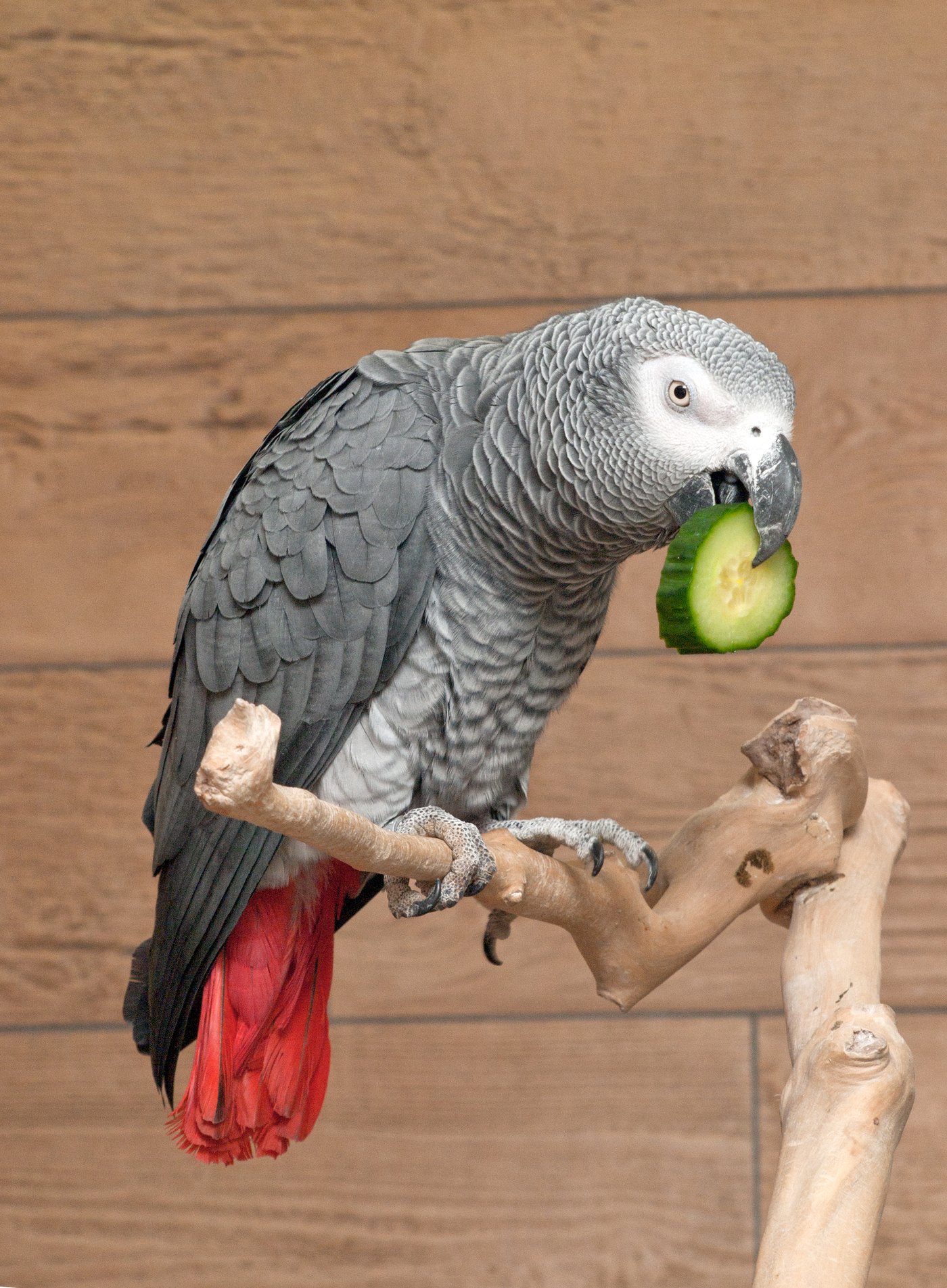 野菜を食べるヨウム