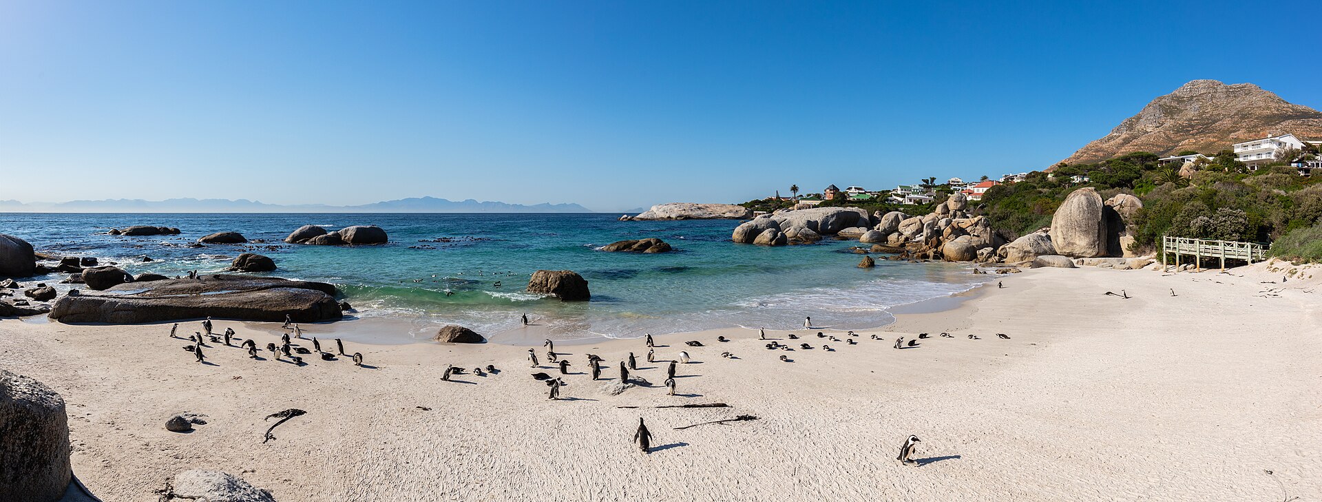ボルダーズビーチのケープペンギン