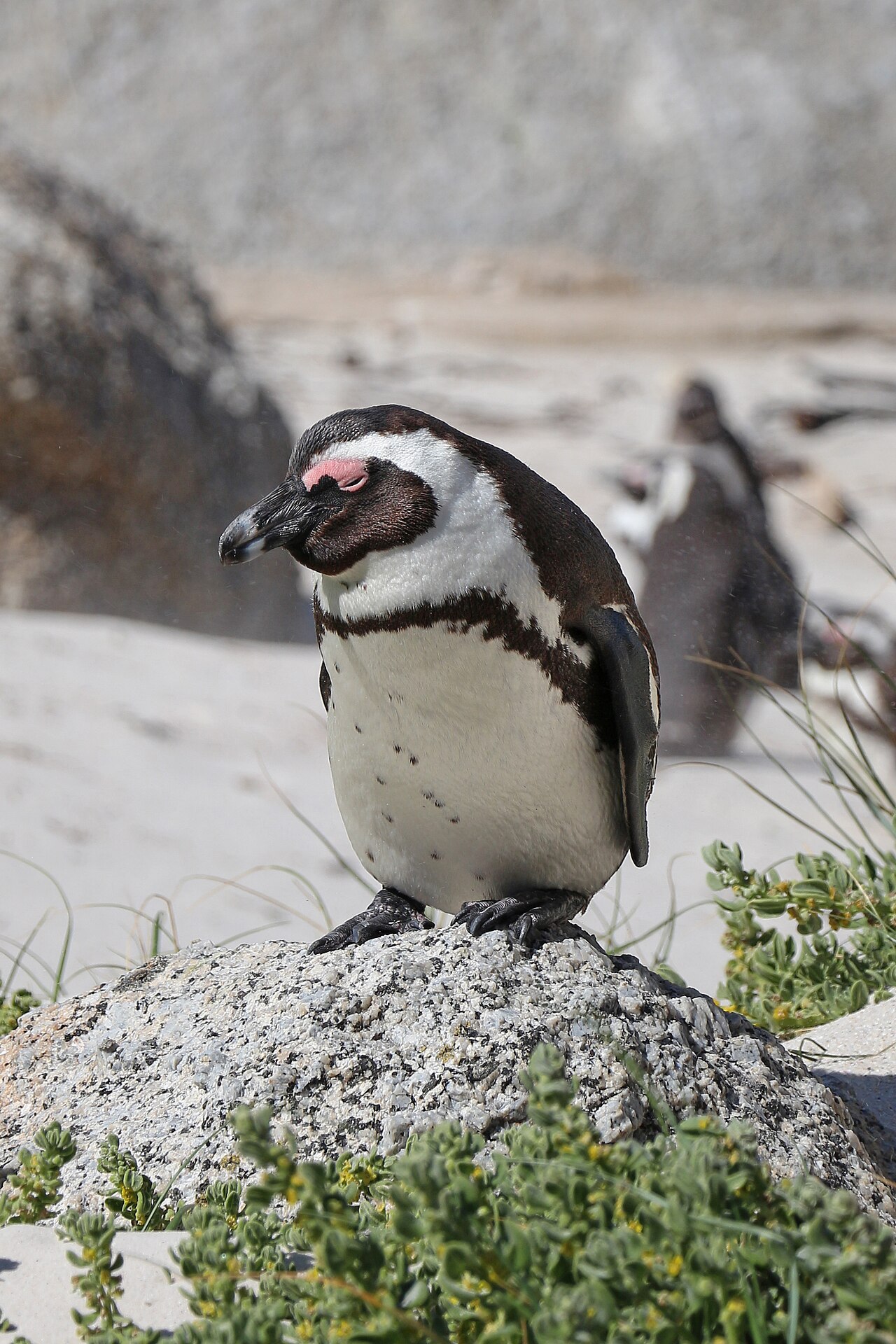 ケープペンギンの顔と胸の帯