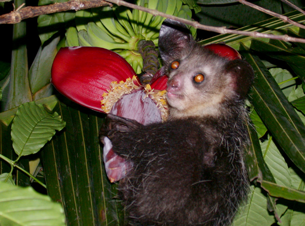 花に顔を寄せて採食するアイアイ