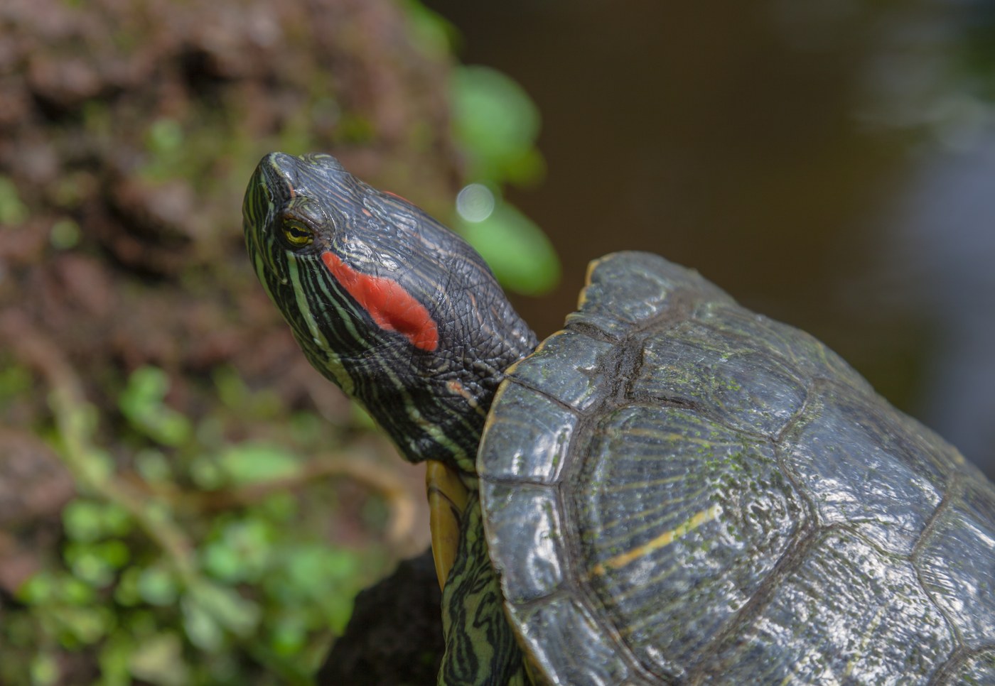 アカミミガメの頭部