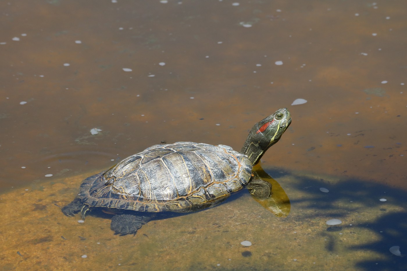 水中のアカミミガメ