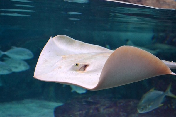 アカエイのアルビノ個体(COEX Aquarium, ソウル)