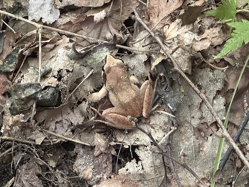 赤茶色の体に、背中のまっすぐな筋が通ったニホンアカガエル