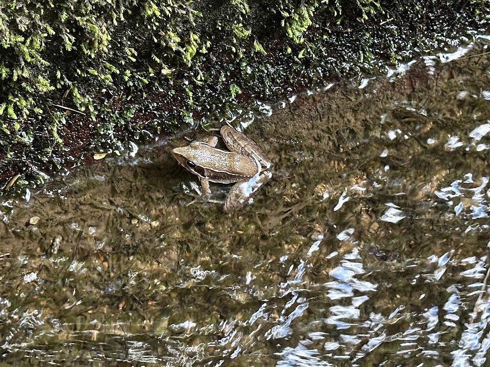 産卵期に水辺にあらわれたニホンアカガエル