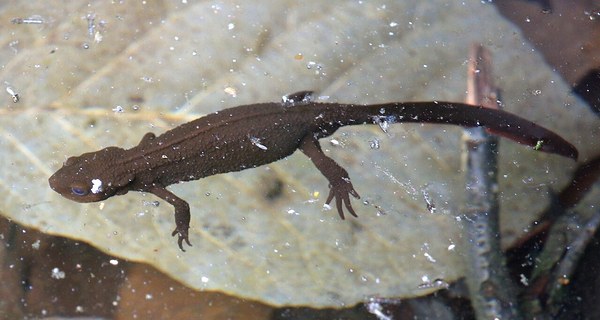 歩くアカハライモリを真上から