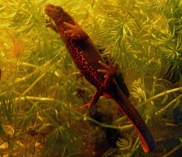 水草に隠れるアカハライモリの雌