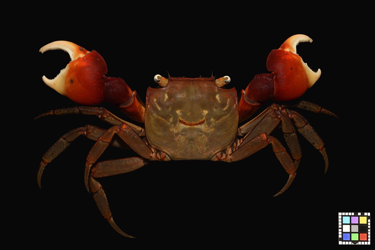アカテガニの全身