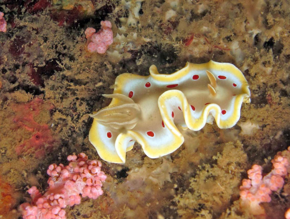 アカテンイロウミウシ（インドネシア Sumbawa の観察例）