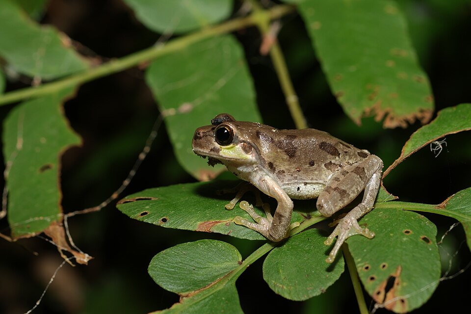 灰褐色に変色し、背中にまだら模様が出たニホンアマガエル