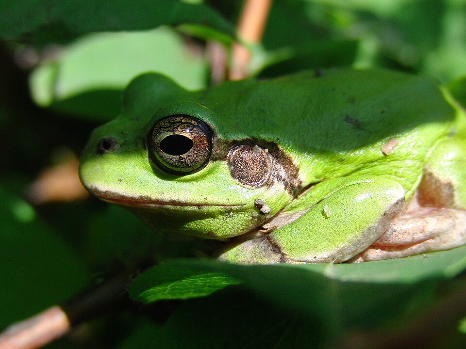 目から鼻にかけて茶色い帯があるニホンアマガエル