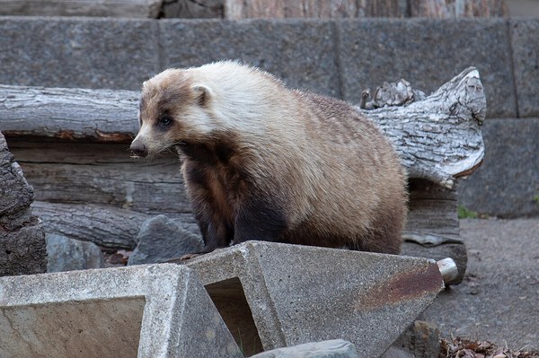 ニホンアナグマの全身