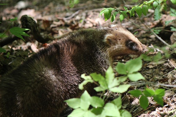 鼻先が土で汚れたニホンアナグマ