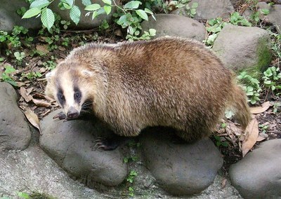 井の頭自然文化園のニホンアナグマ