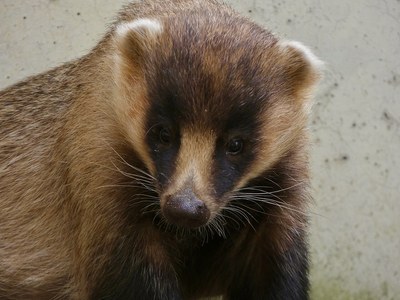 東山動物園のニホンアナグマ