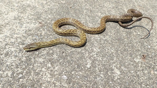 Elaphe climacophora Marugame Japan.jpg
