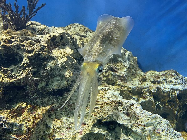 水中を泳ぐアオリイカ ―釣りの対象魚