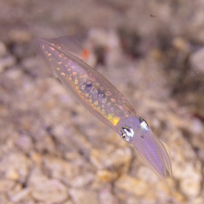 浅場を泳ぐアオリイカ ―食材としても知られる
