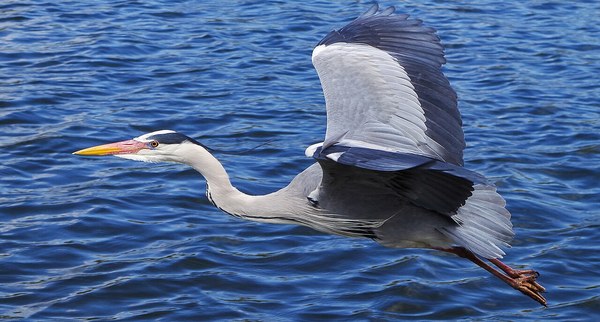 Ardea cinerea in flight.jpg