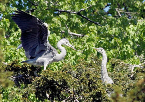 Ardea cinerea building nest.jpg