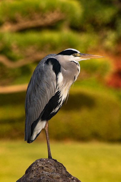 Grey heron, October 2015 II.jpg