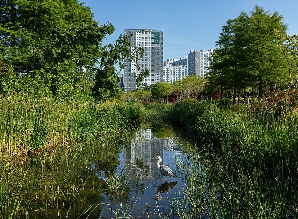 都市公園の池で佇むアオサギ