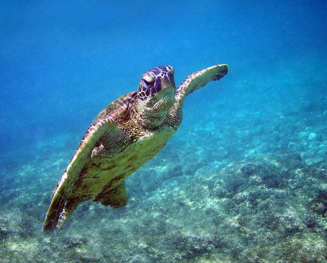 アオウミガメの顔