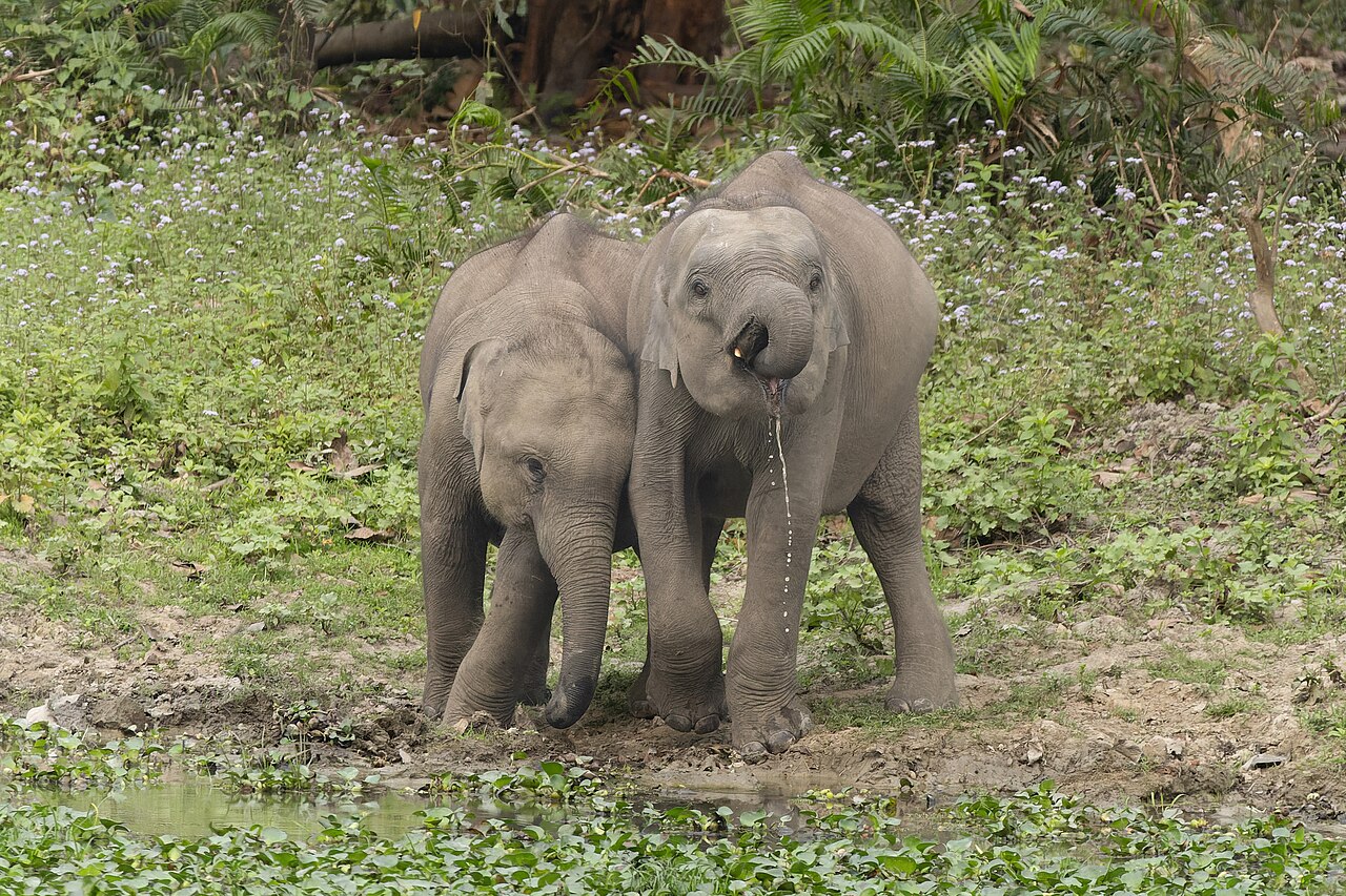 水を飲む若いインドゾウ