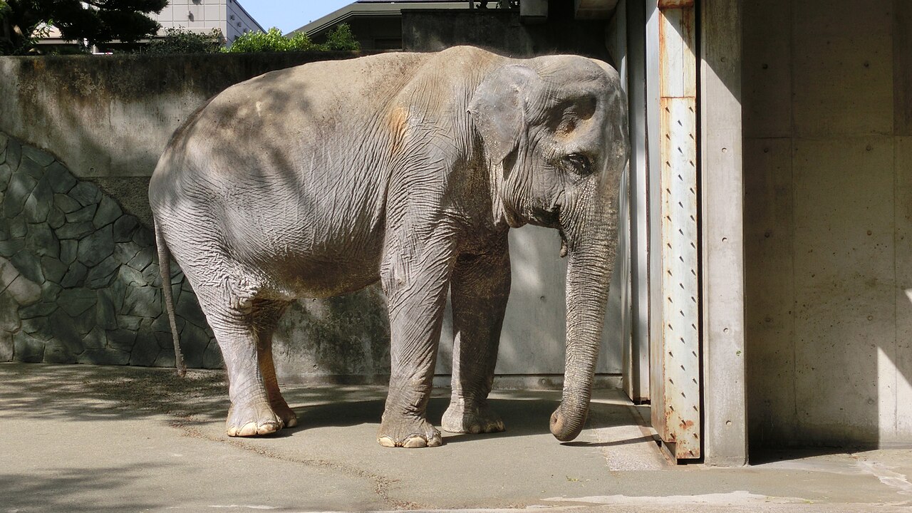 井の頭自然文化園のはな子