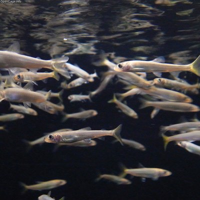 アユの稚魚