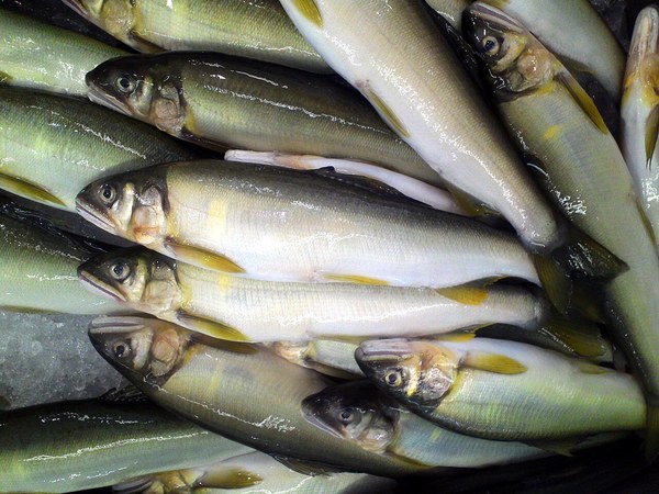 アユの成魚