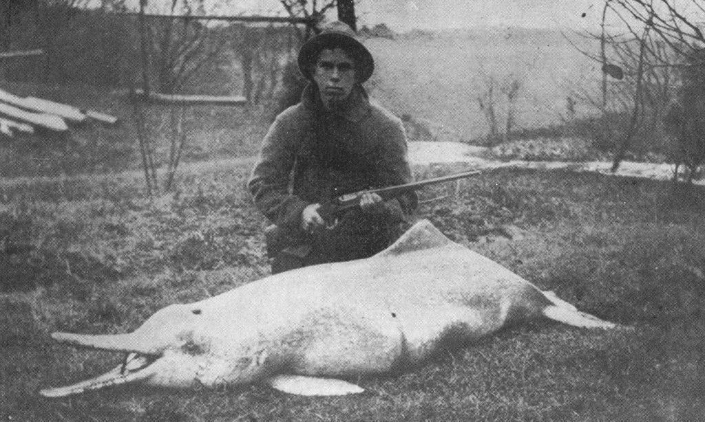 1914年に長江でチャールズ・ホイに射殺されたヨウスコウカワイルカ（歴史資料）