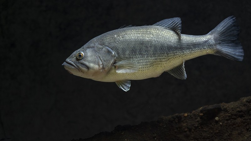 オオクチバスの成魚・水中の姿