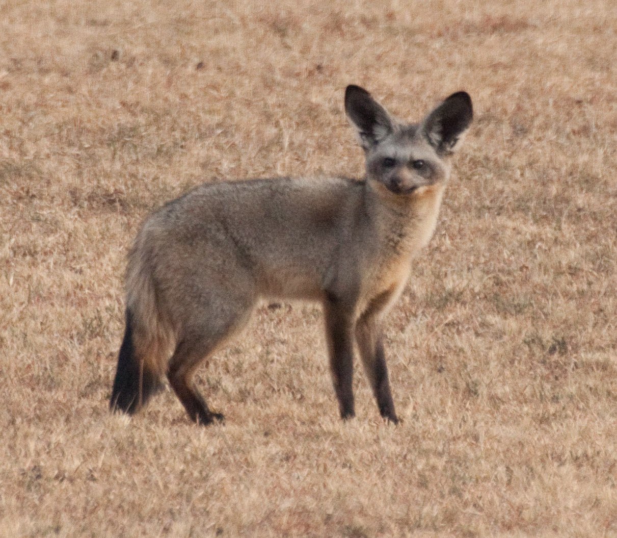 オオミミギツネの大きな耳