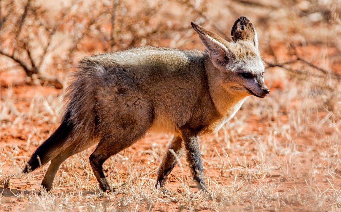 南アフリカのオオミミギツネ